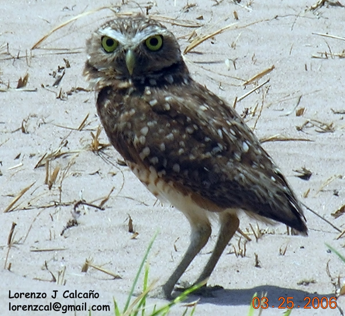 Burrowing Owl - Lorenzo Calcaño