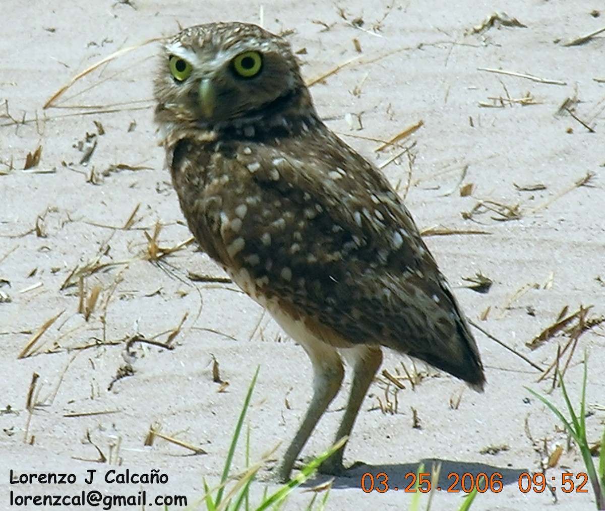 Burrowing Owl - ML202327281