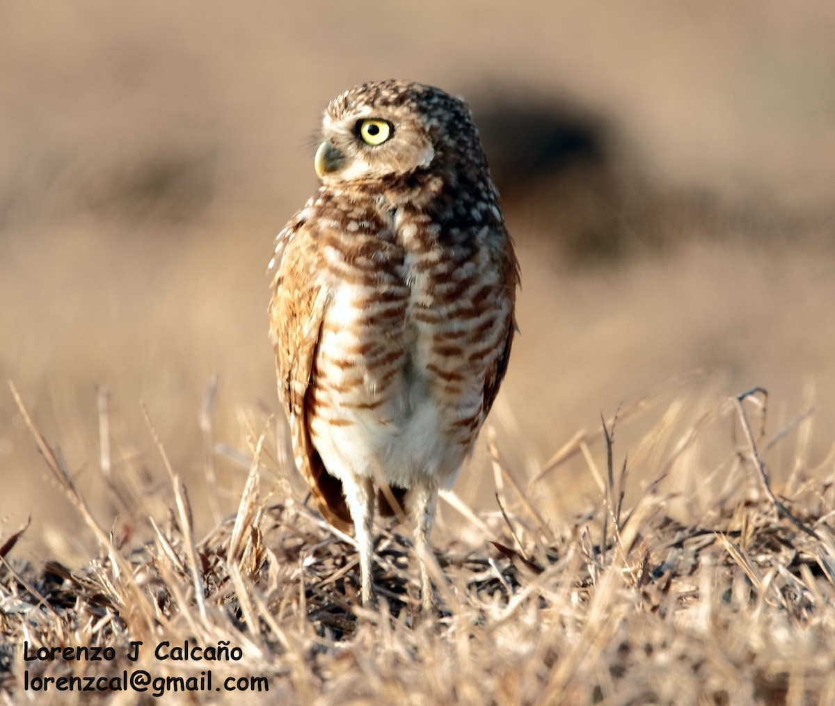 Burrowing Owl - ML202328571