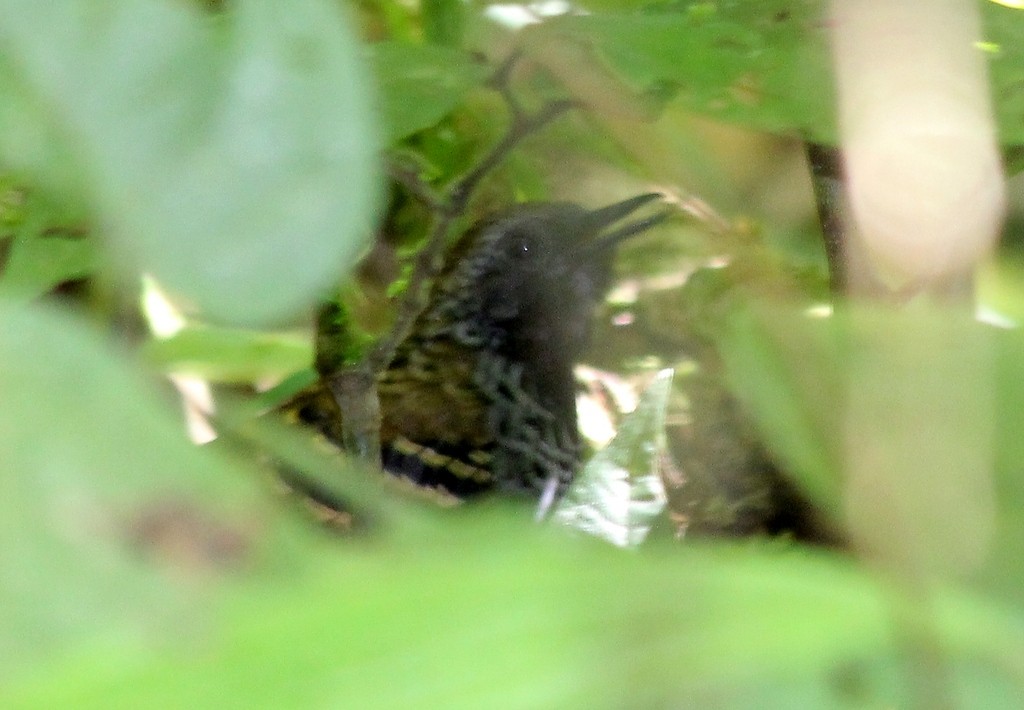 Scalloped Antbird - ML202328861
