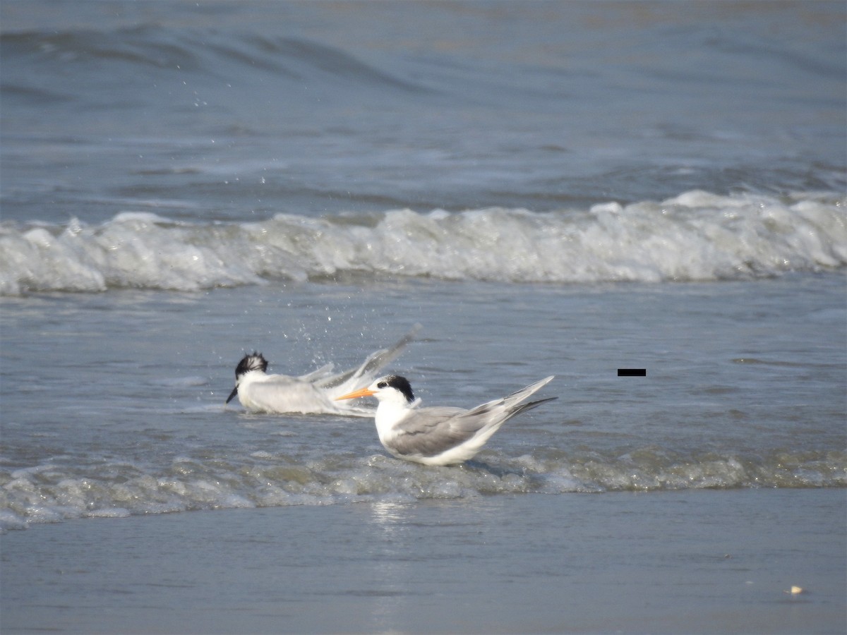 Sandwich Tern - ML202330451