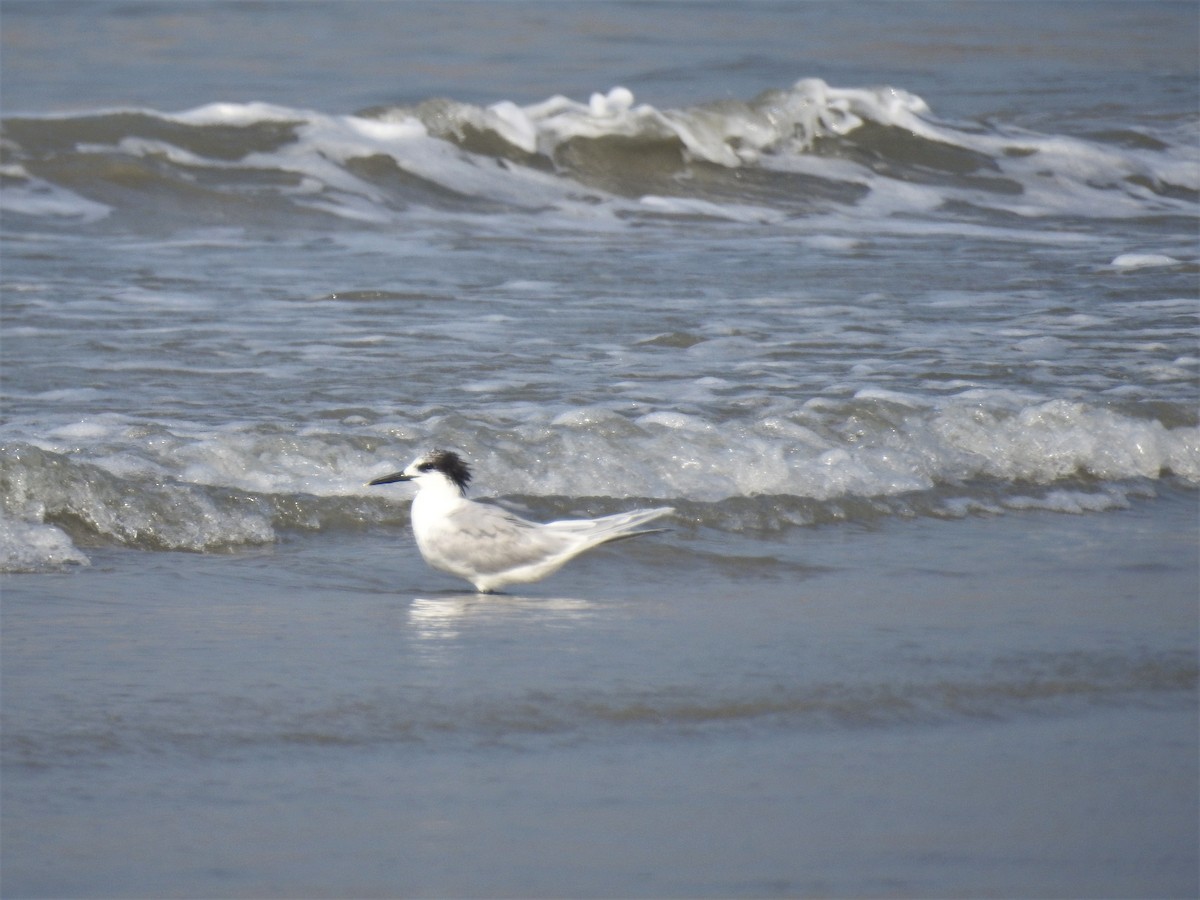 Sandwich Tern - ML202330471