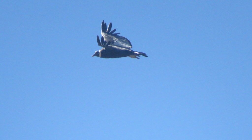 Condor des Andes - ML202331971