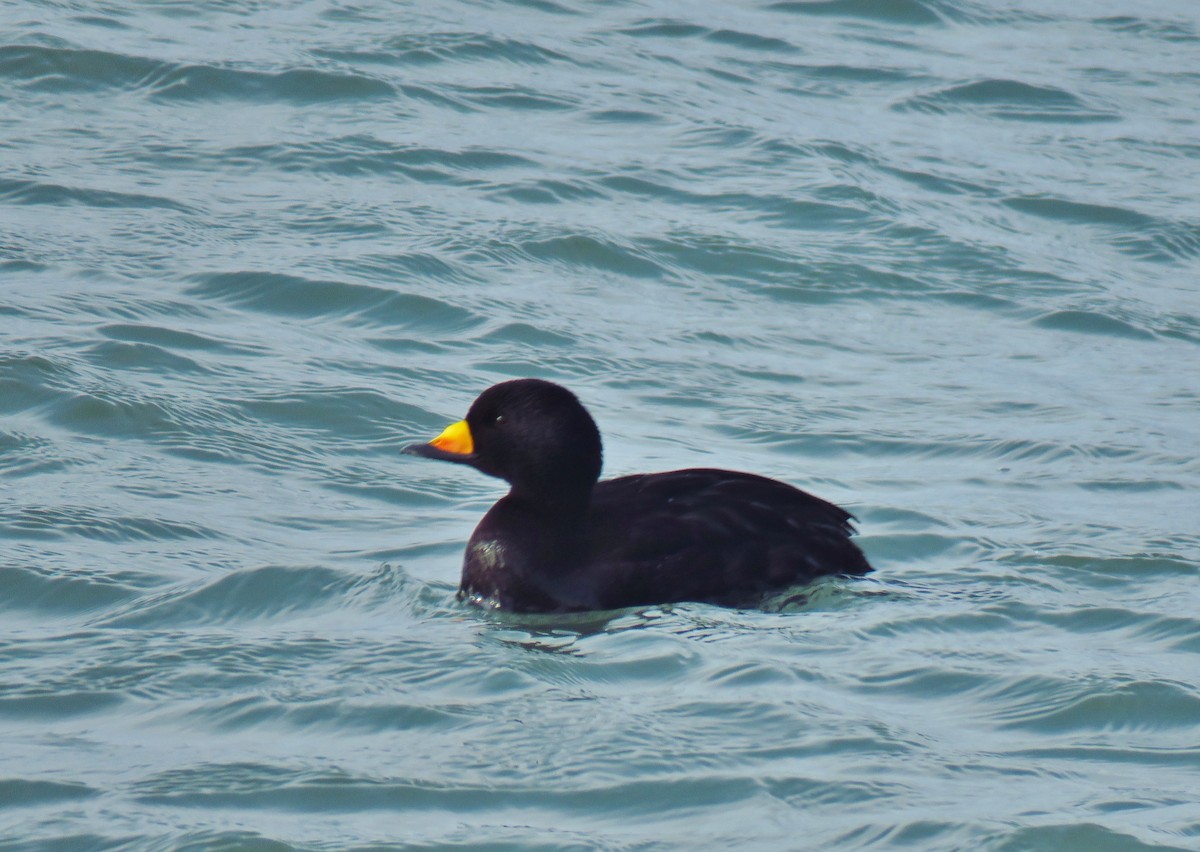 Black Scoter - Ron Ahle