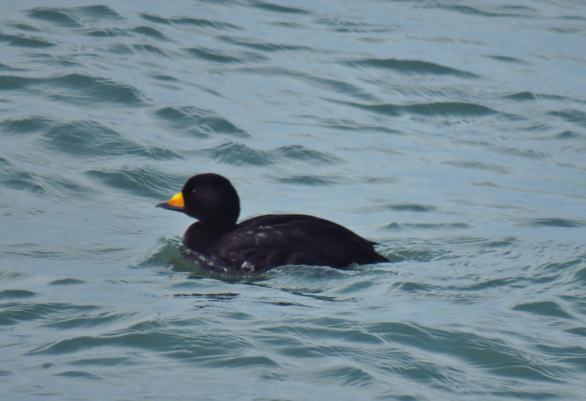 Black Scoter - Ron Ahle