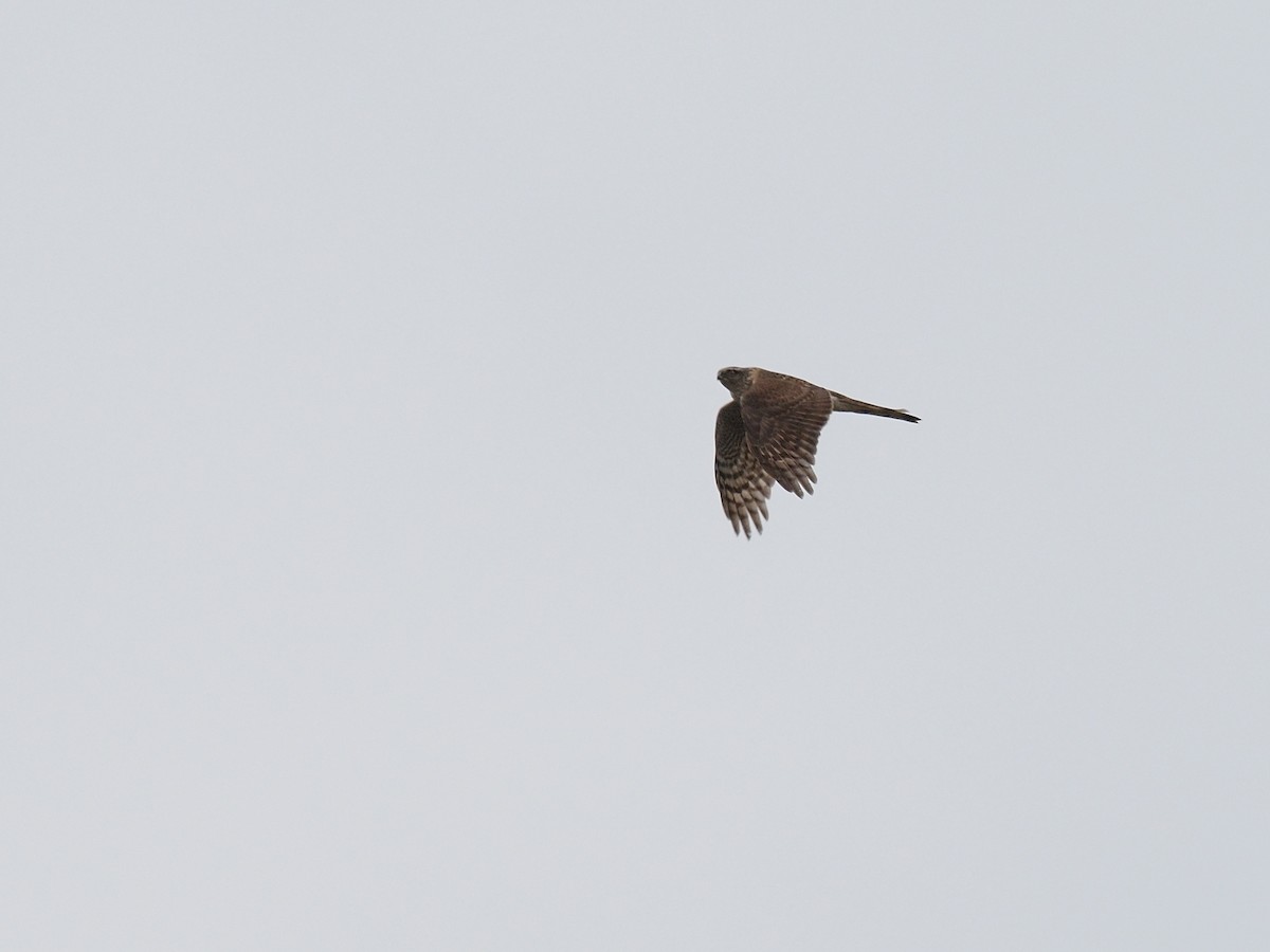 Eurasian Sparrowhawk - ML202334391