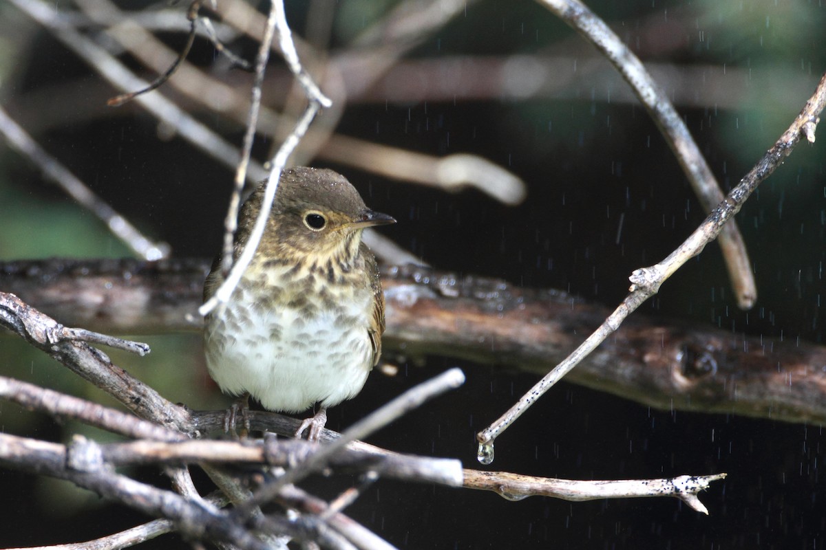 Swainson's Thrush - ML20233551