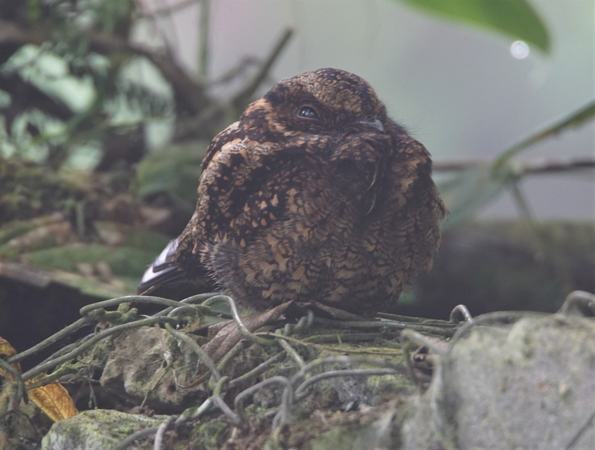 Lyre-tailed Nightjar - ML202336031