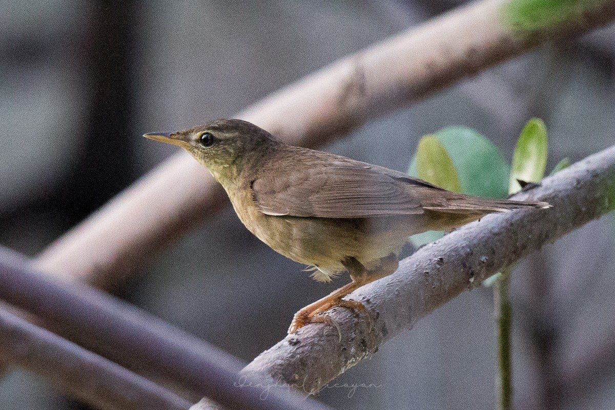 Middendorff's Grasshopper Warbler - ML202336741