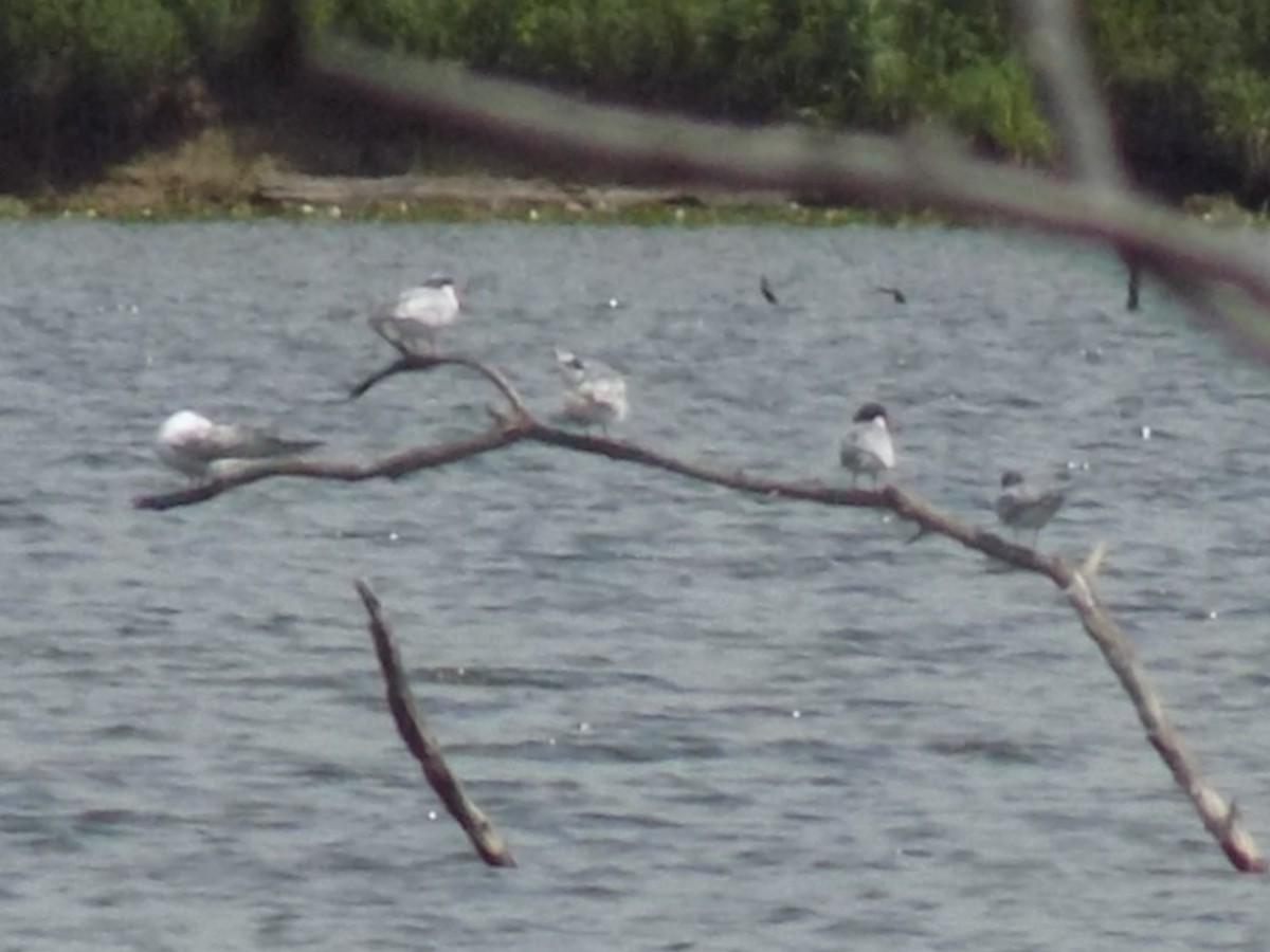 Forster's Tern - ML20234181