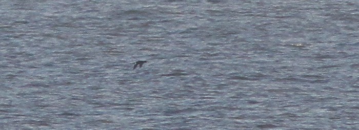 Velvet Scoter - ML202344331