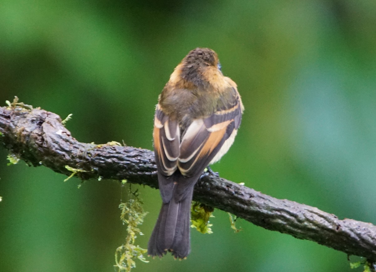 Cinnamon Flycatcher - ML202344761