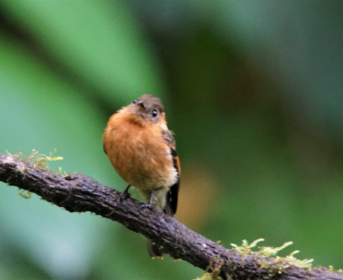 Cinnamon Flycatcher - ML202344771