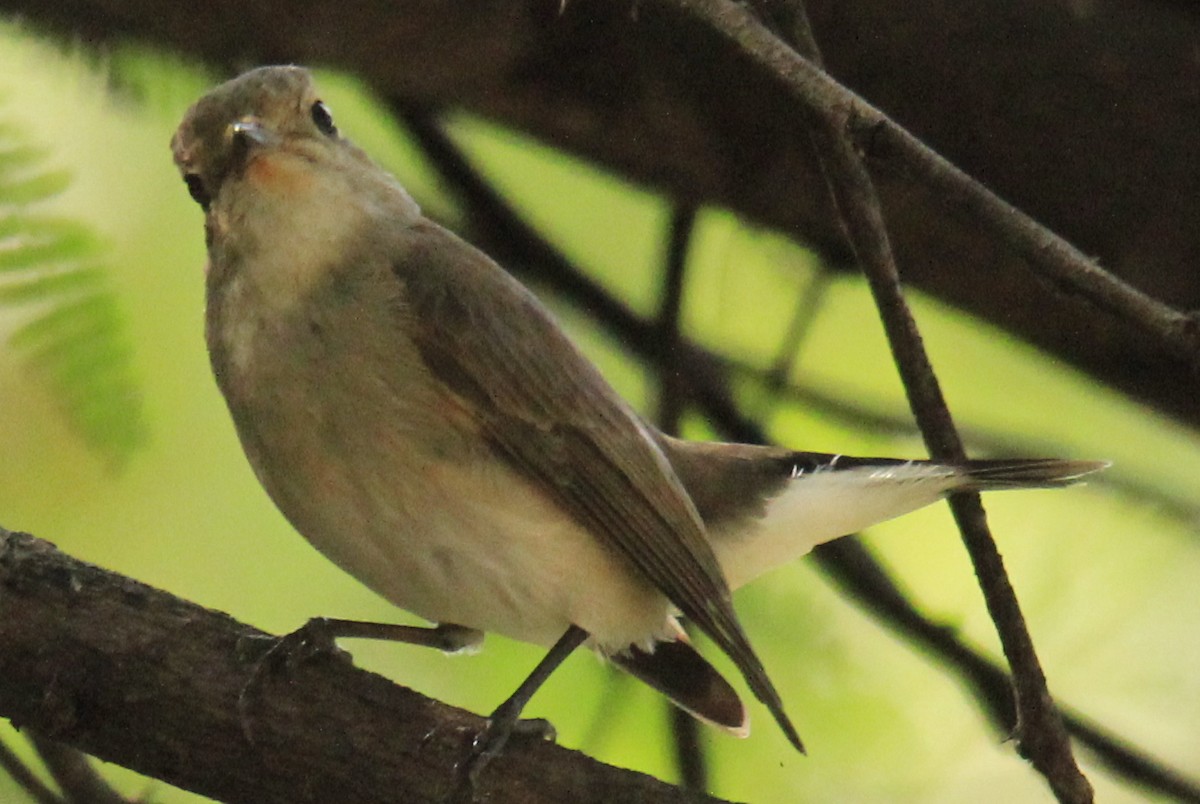 Taiga Flycatcher - ML202346681