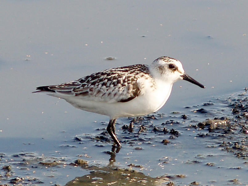 Bécasseau sanderling - ML20234681