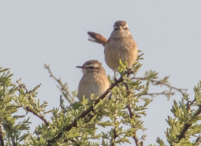 Kalahari Scrub-Robin - Robert Bochenek