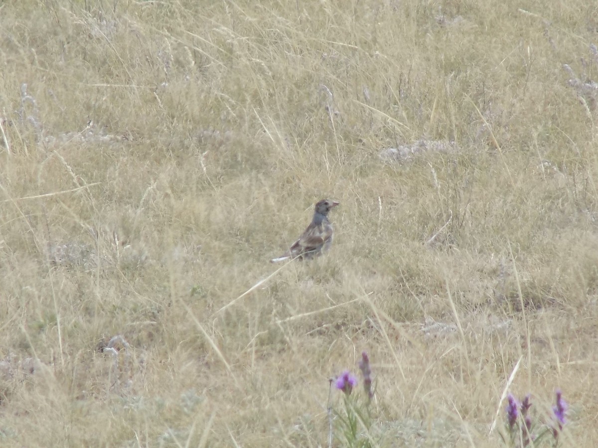 Thick-billed Longspur - Zach DeBruine