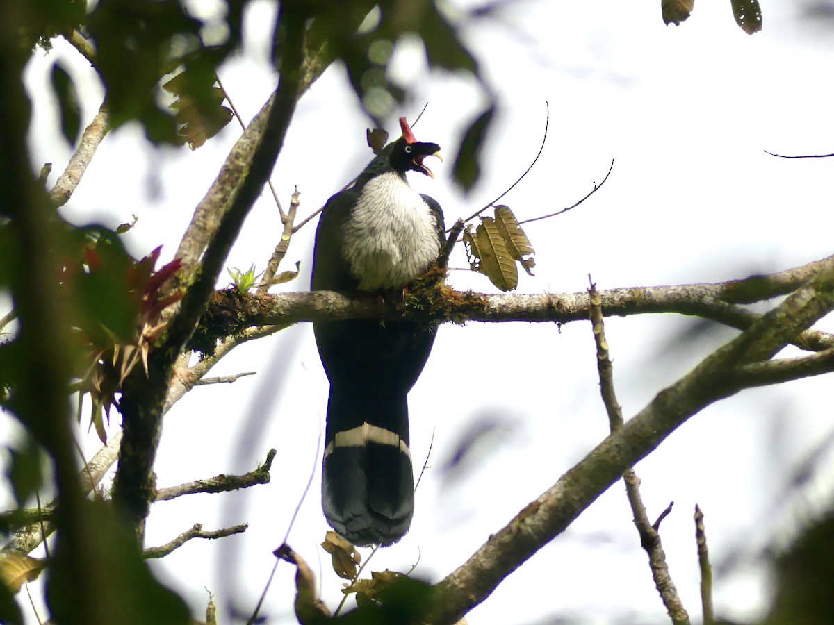 Horned Guan - ML202350751