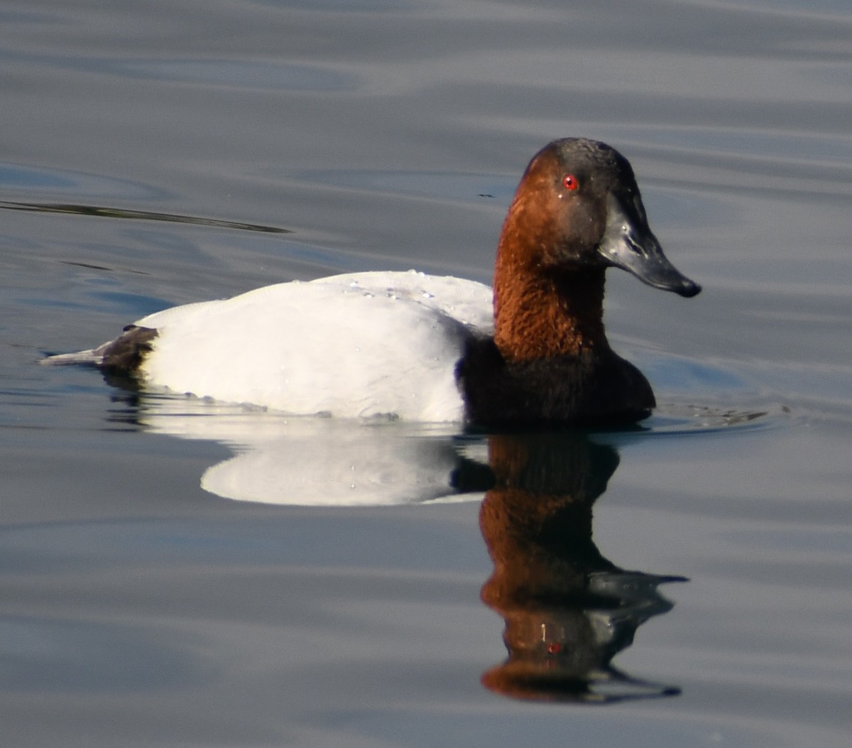 Canvasback - ML202350831