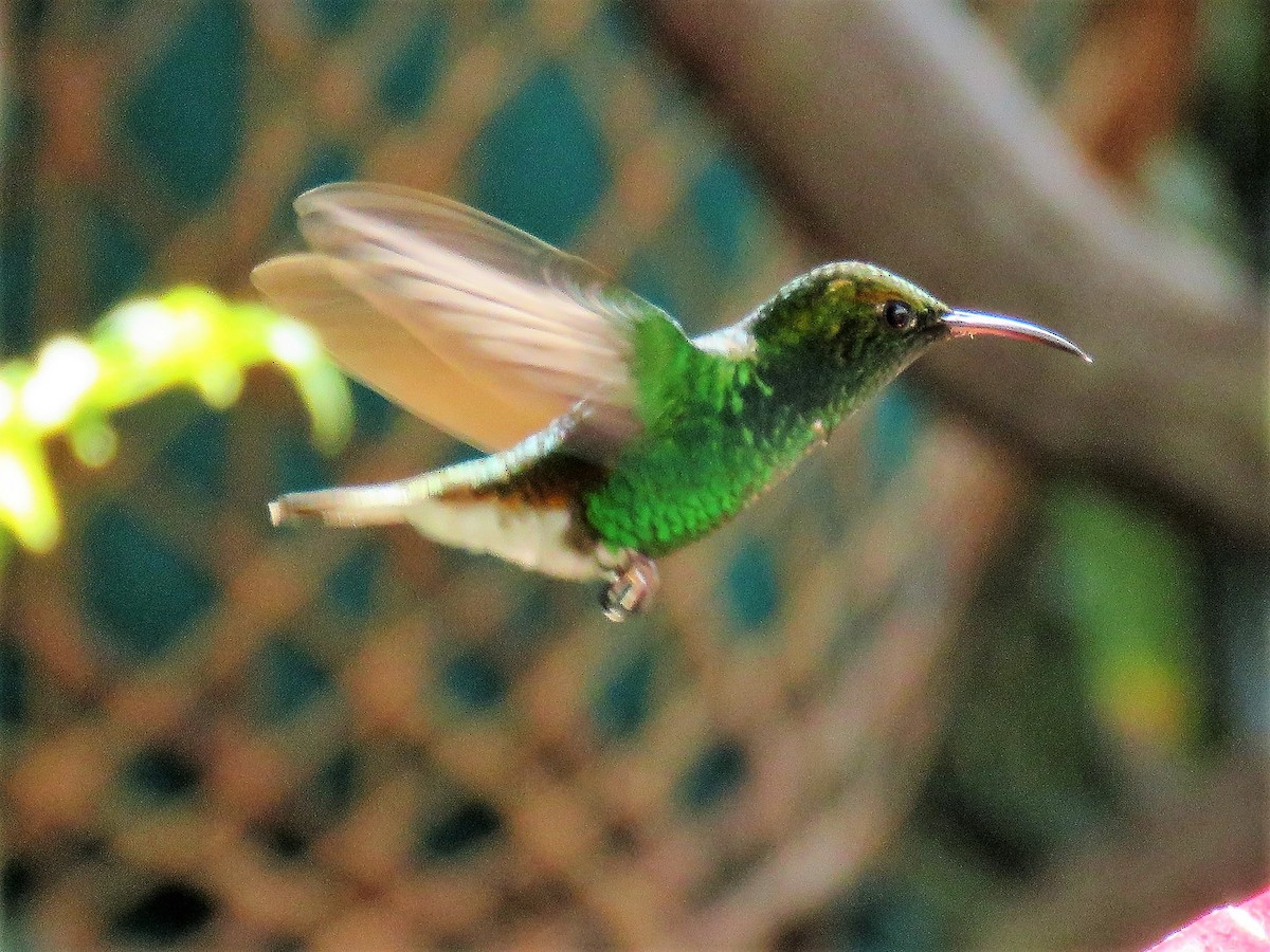 Rufous-tailed Hummingbird - ML202350921