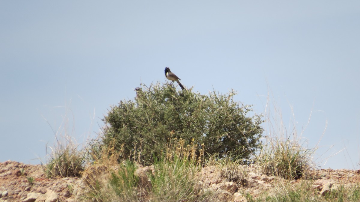 Black-throated Sparrow - ML202351291