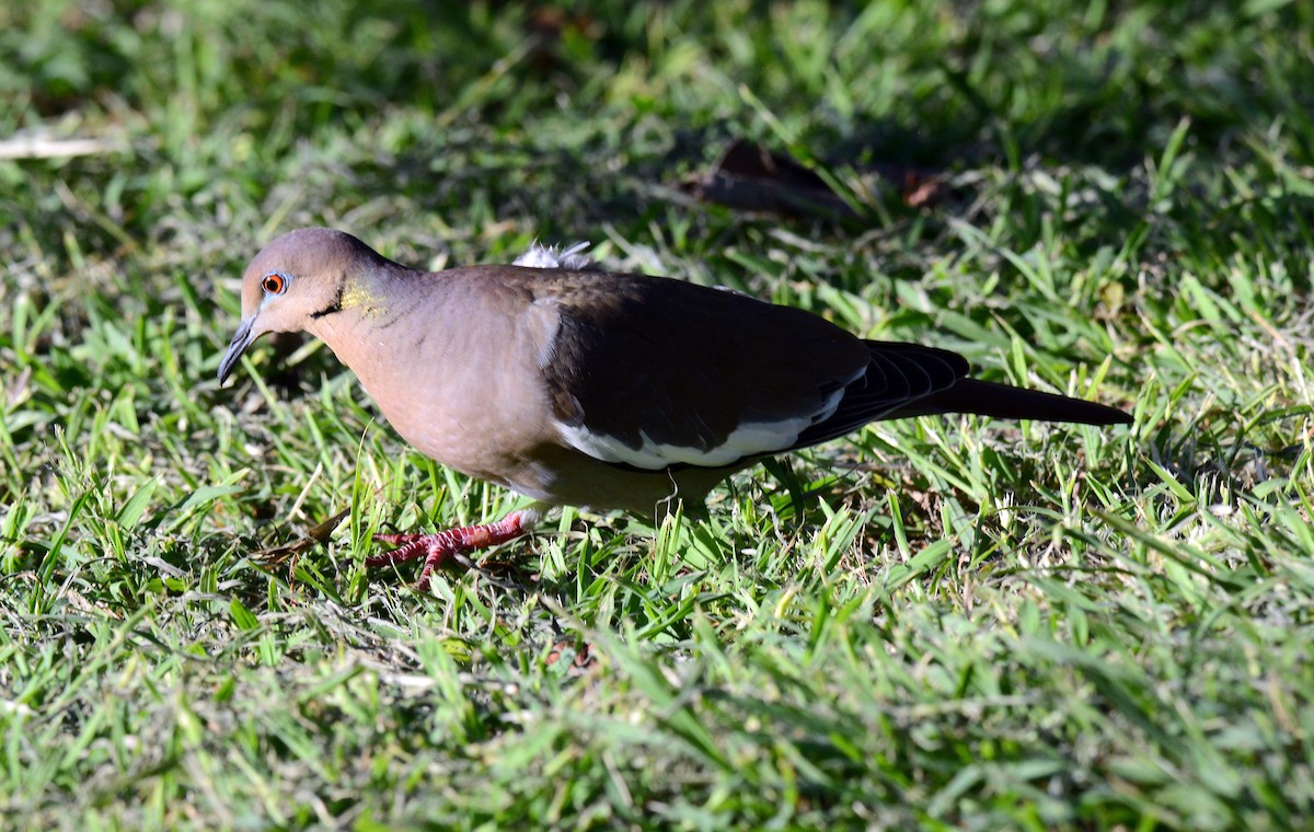 White-winged Dove - ML202353401