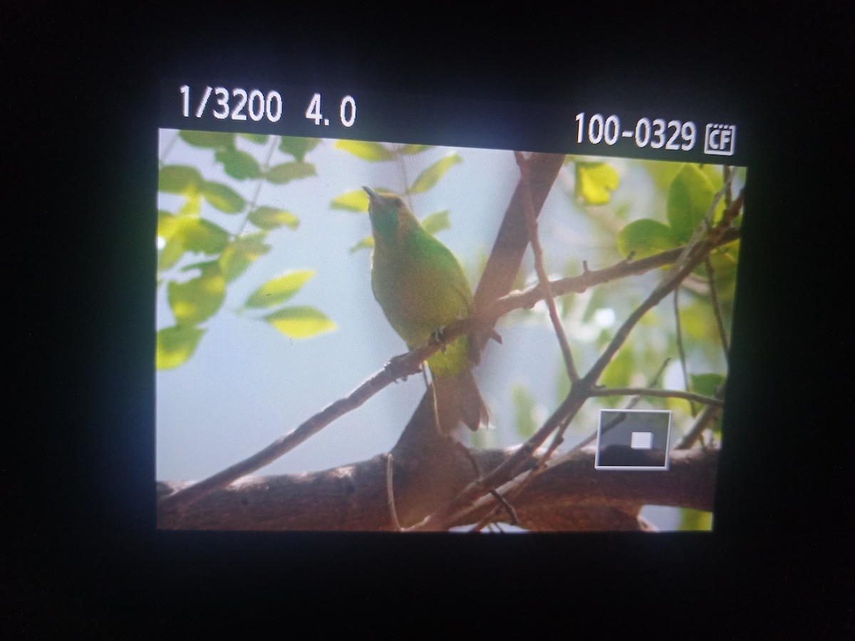 Jerdon's Leafbird - ML202354851