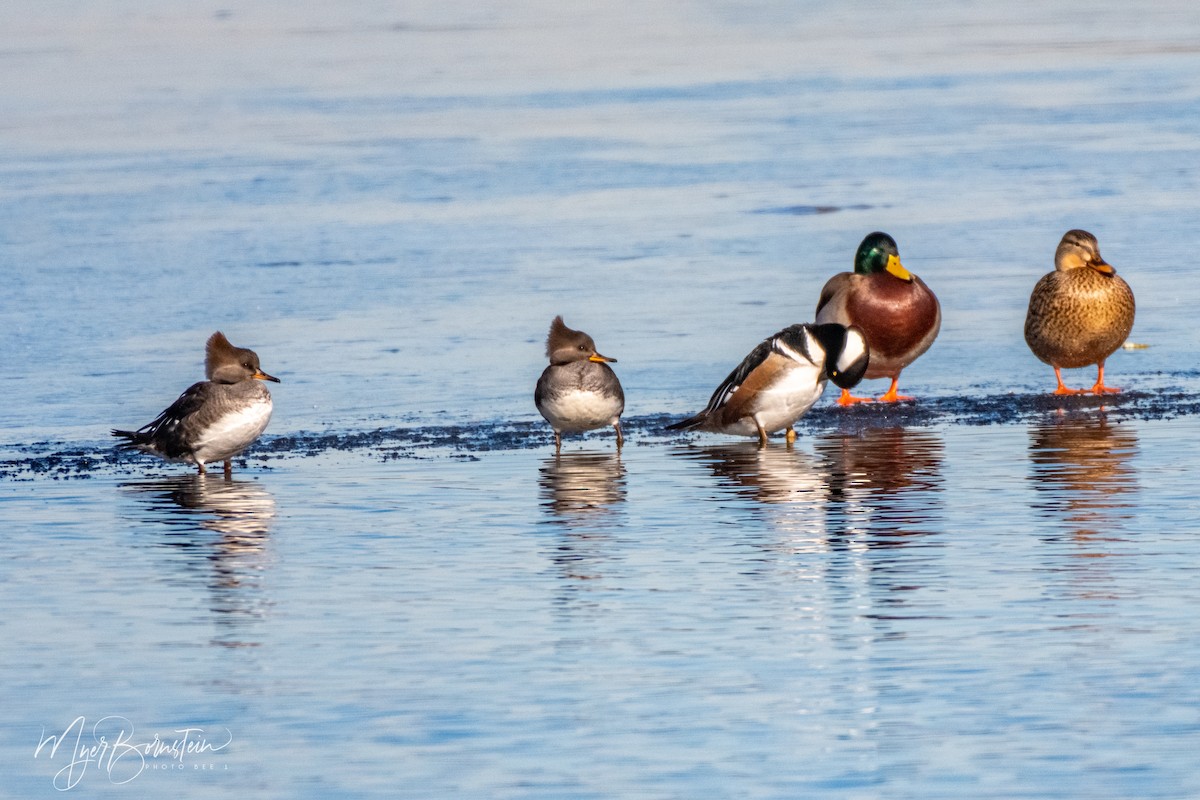 Hooded Merganser - ML202357331