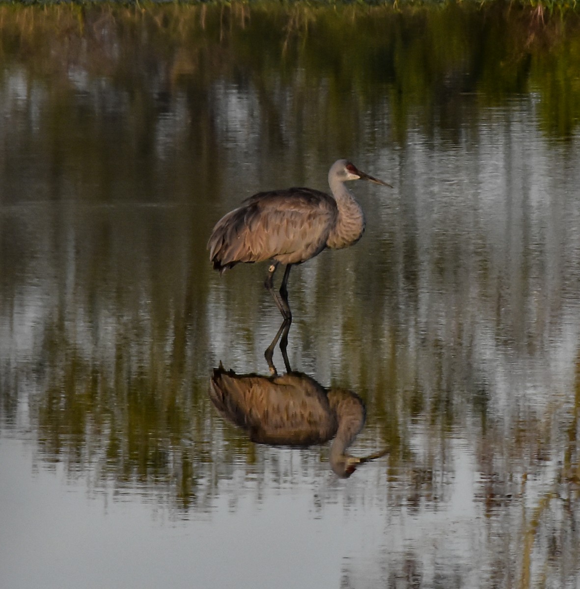 Sandhill Crane - ML202360401