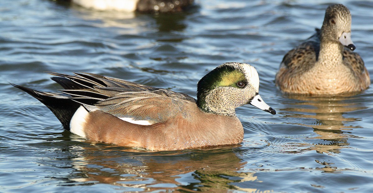 American Wigeon - Gerald Teig