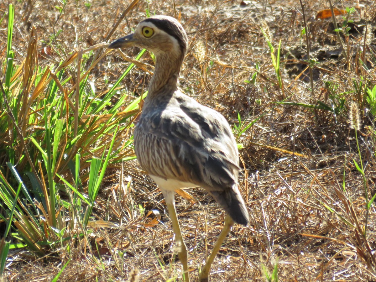 Double-striped Thick-knee - ML202361611