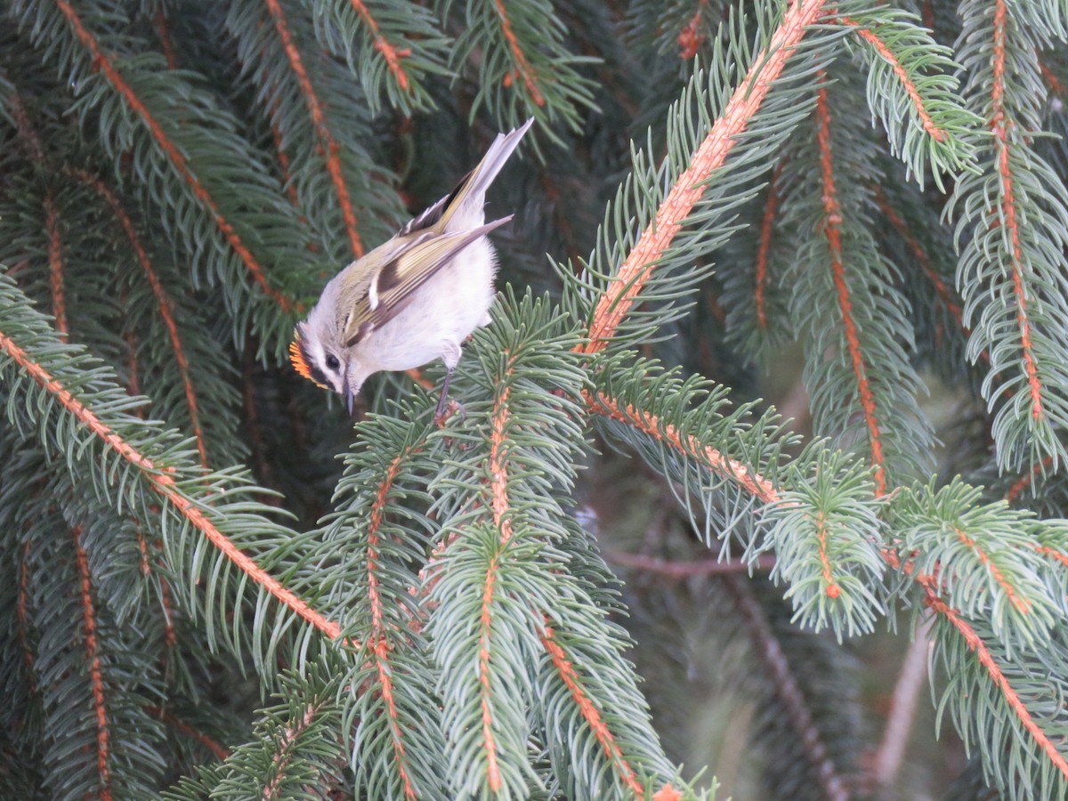 Golden-crowned Kinglet - Kathleen Ashman