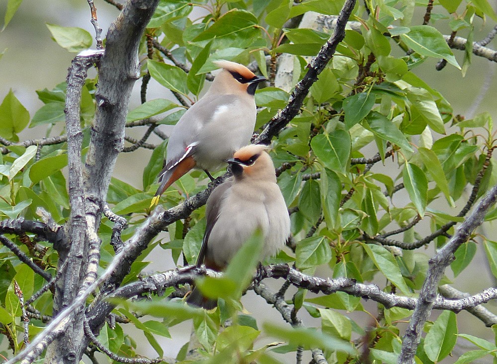 Bohemian Waxwing - Paul Prappas