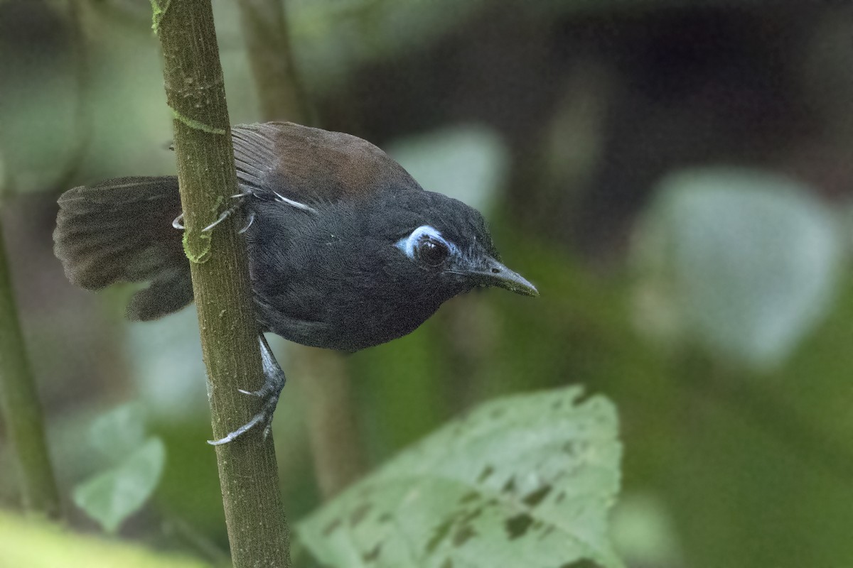 Chestnut-backed Antbird - Bradley Hacker 🦜