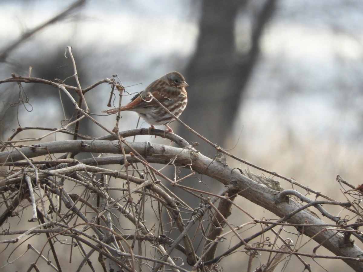 Fox Sparrow - ML202365021