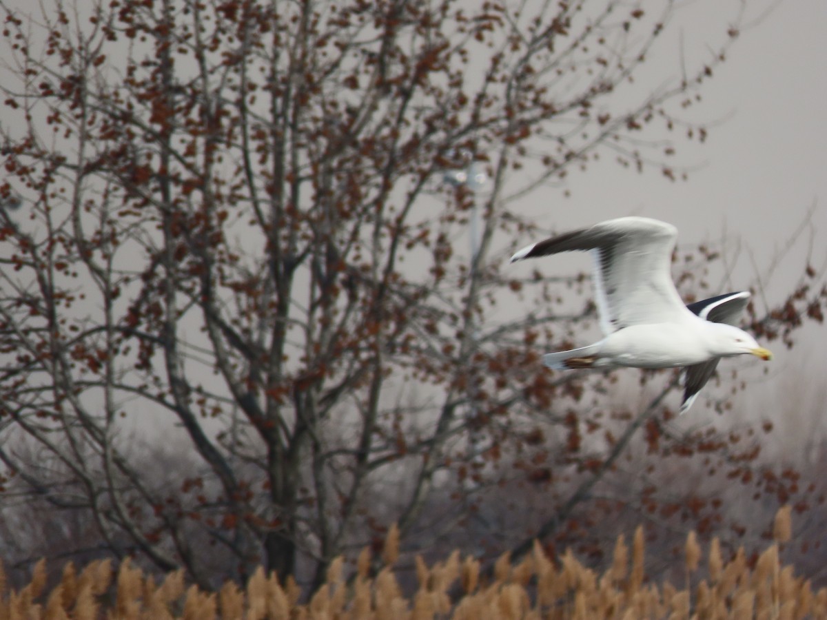 Great Black-backed Gull - ML202365251