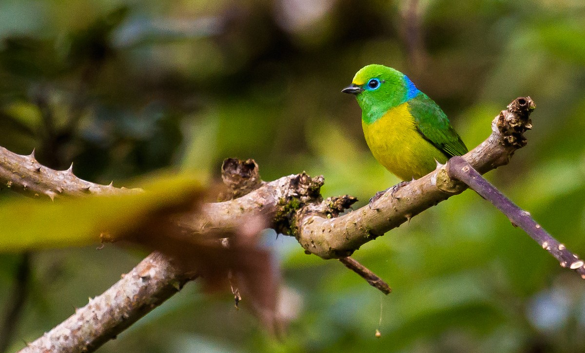 Blue-naped Chlorophonia - David Monroy Rengifo