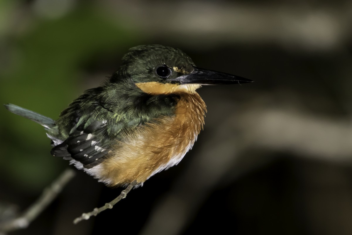 American Pygmy Kingfisher - ML202367111