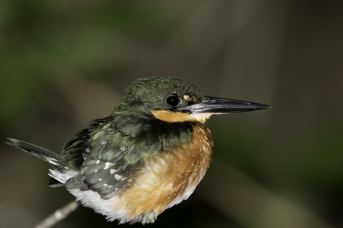 American Pygmy Kingfisher - Jorge Eduardo Ruano