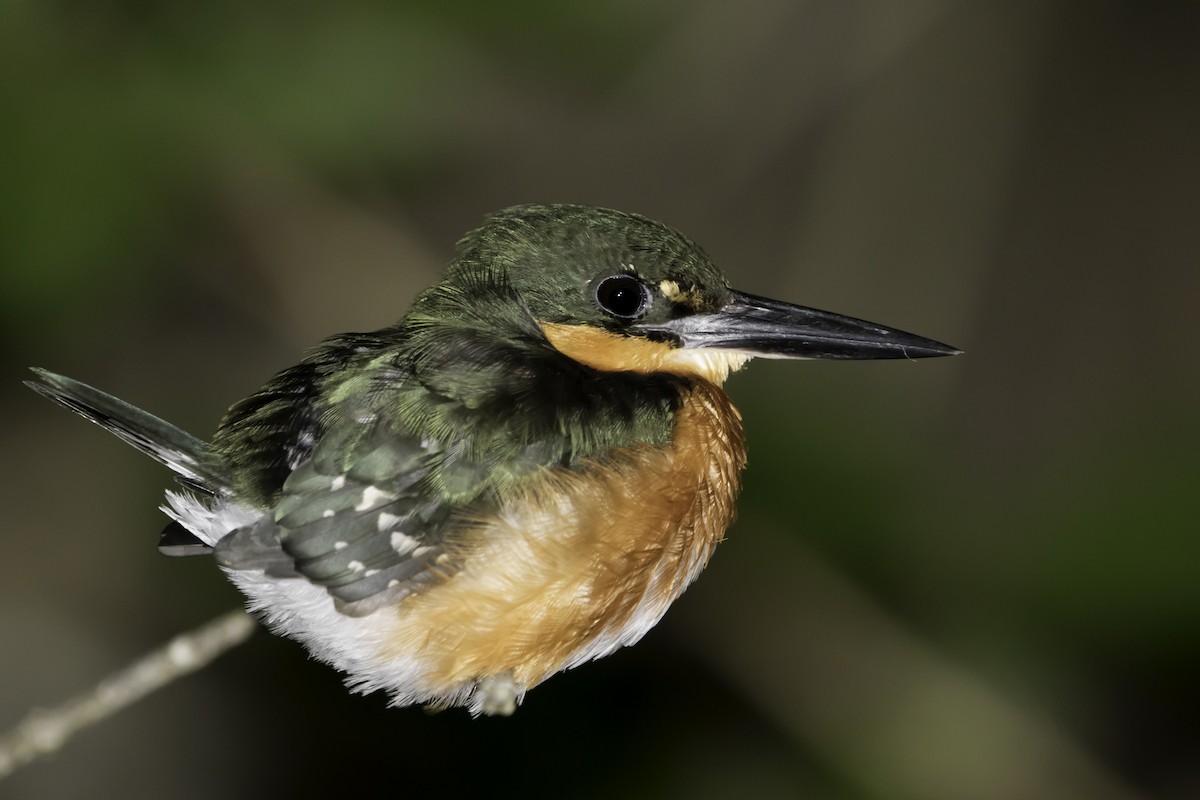 American Pygmy Kingfisher - ML202368791