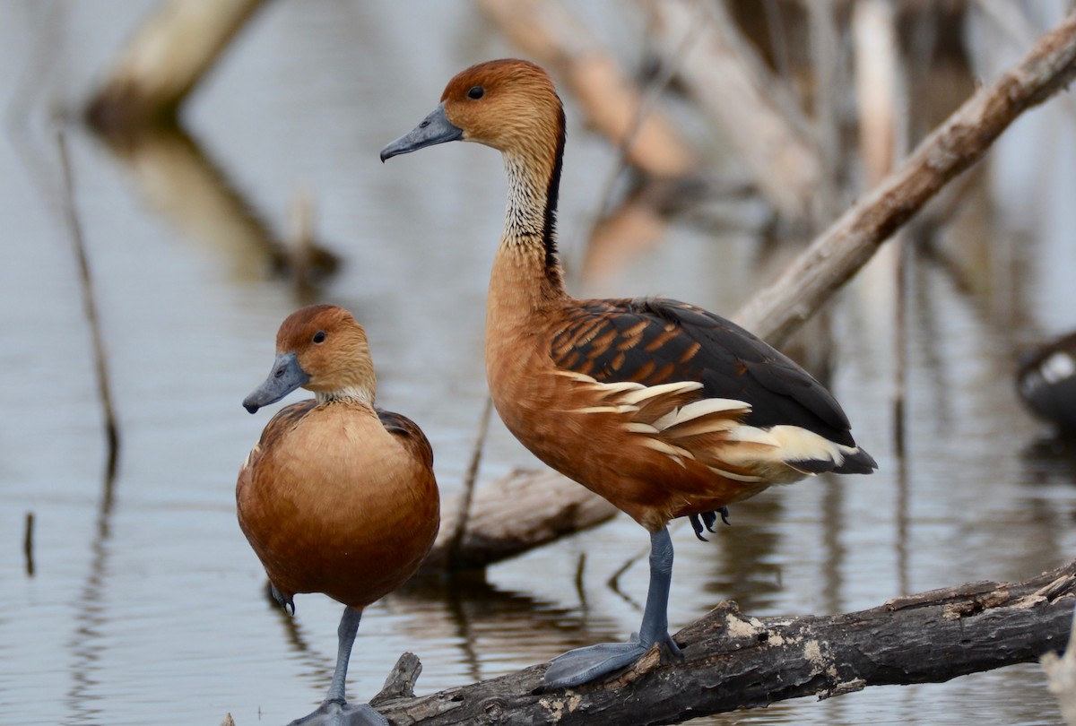 Fulvous Whistling-Duck - Vic Dillabaugh