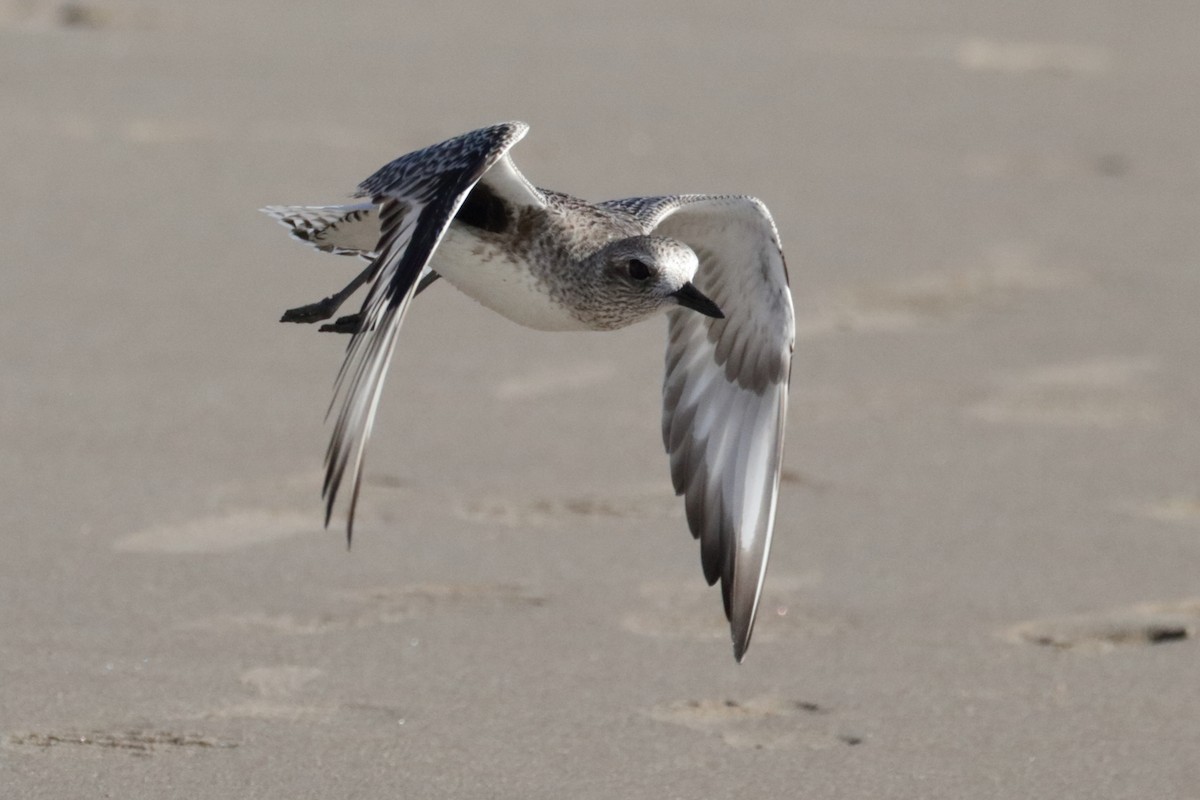 Black-bellied Plover - ML202369301