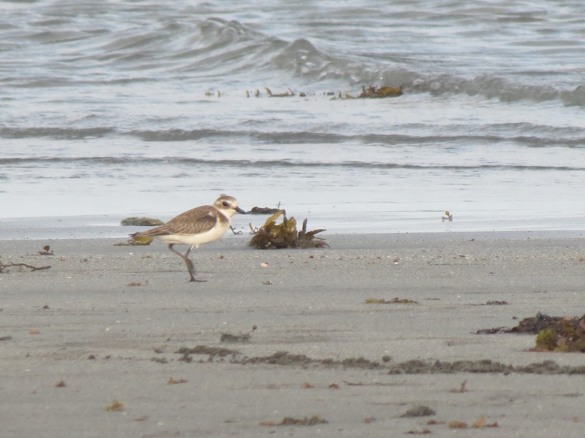 Tibetan Sand-Plover - Filipe Canário