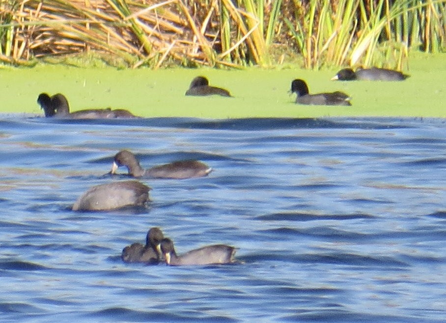 American Coot (Red-shielded) - ML20237051