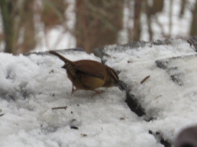 Carolina Wren - ML202371481