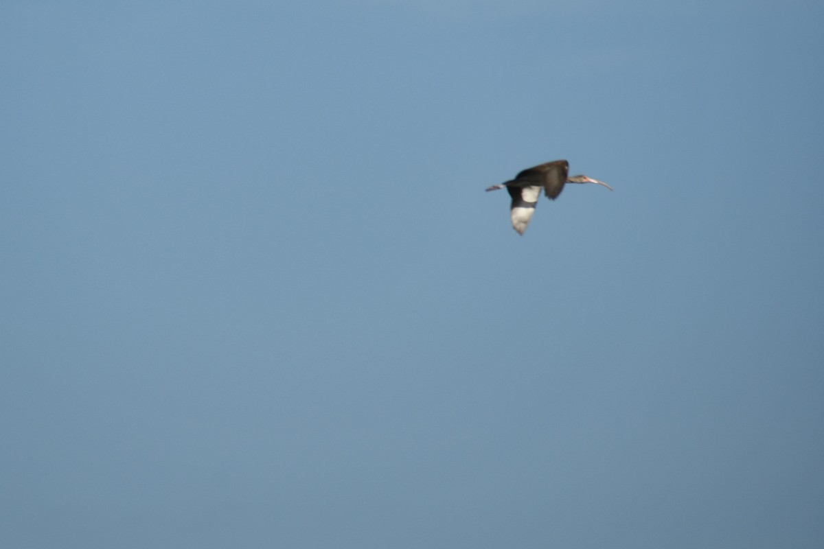 White Ibis - Arlene Hamburg