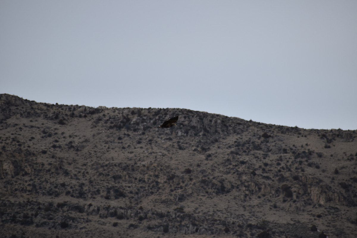 Bald Eagle - ML202371961