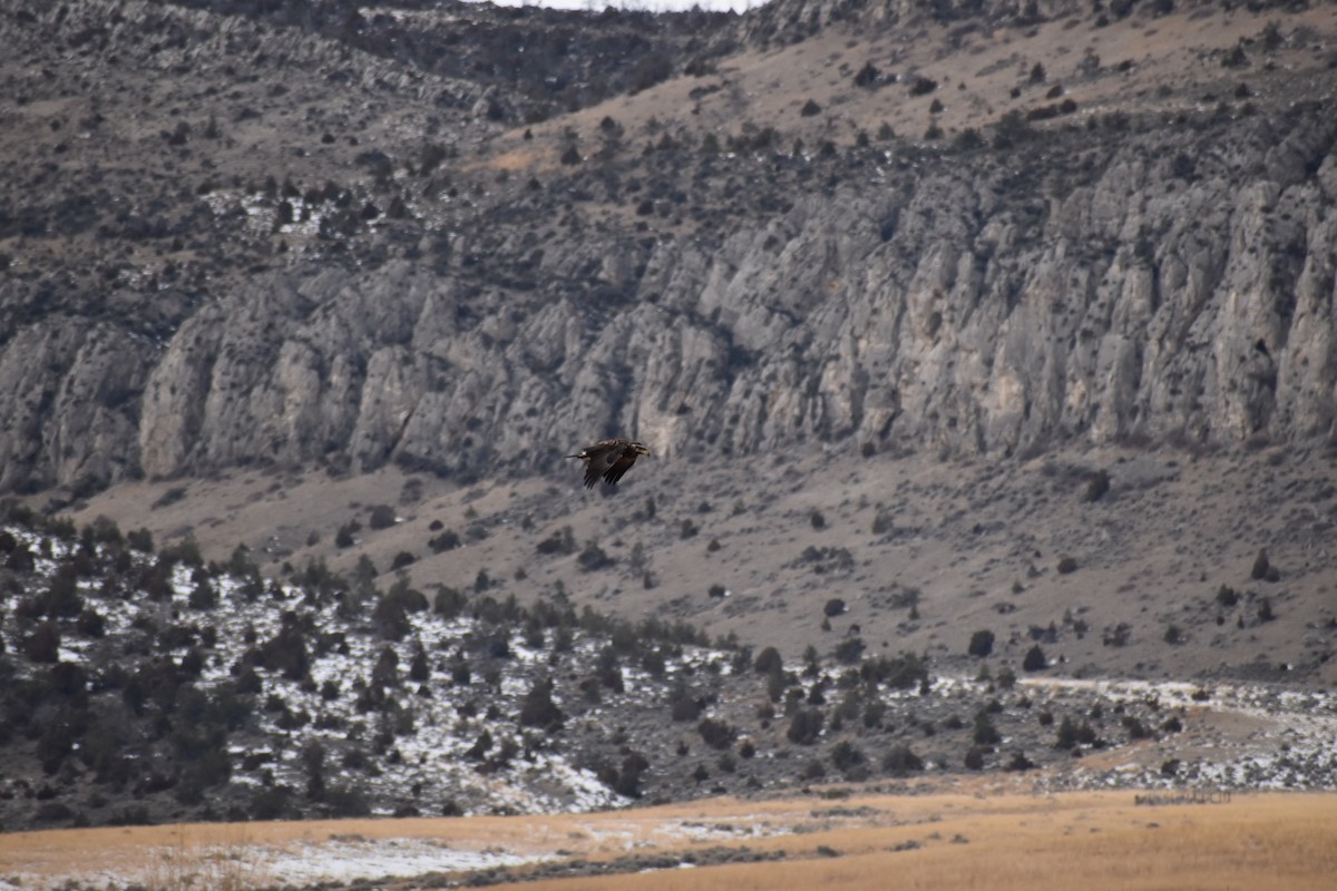 Bald Eagle - ML202371971