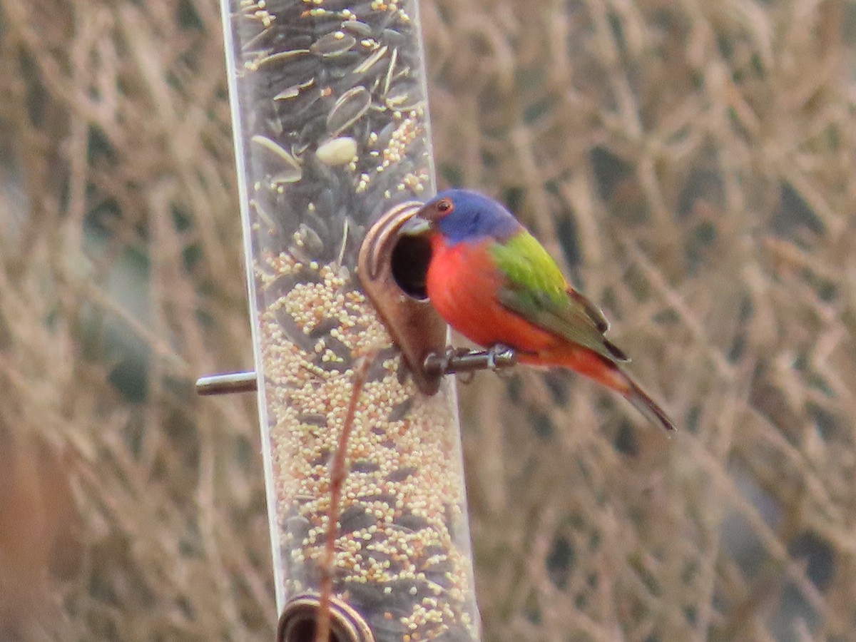 Painted Bunting - ML202372201