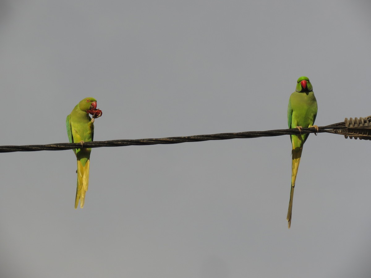 Rose-ringed Parakeet - Filipe Canário